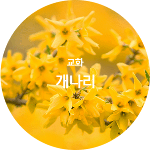 교화 개나리